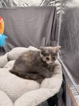 AGNES -  Domestic Short Hair Cat for Adoption in Grovetown, Georgia - AGNES | PetCurious