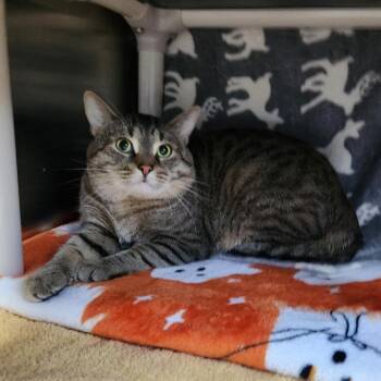 Snoopy -  Domestic Short Hair Cat Available for Adoption in Walker, Michigan - Snoopy | PetCurious