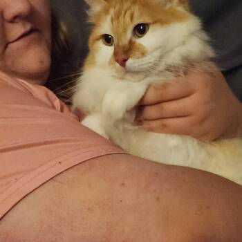 Squeak -  Domestic Long Hair Cat for Adoption in Mount Pleasant, Texas - Squeak | PetCurious