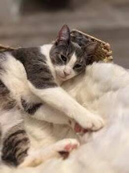 Aurora -  Domestic Short Hair Cat for Adoption in Lake Grove, New York - Aurora | PetCurious