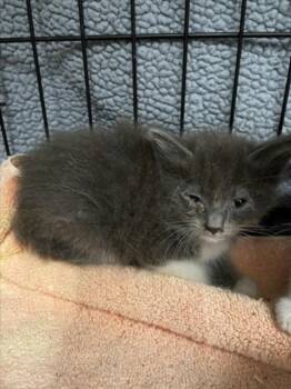 MOANA -  Domestic Long Hair Cat Available for Adoption in Tracy, California - MOANA | PetCurious