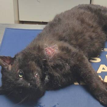 Domestic Short Hair Cats Available for Adoption in New York, New York - Cain | PetCurious