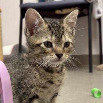 Star Lord -  Domestic Short Hair Cat for Adoption in Middlebury, Vermont - Star Lord | PetCurious
