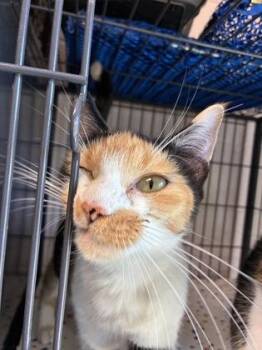 26-550 -  Domestic Short Hair Cat for Adoption in Barnesville, Georgia - 26-550 | PetCurious