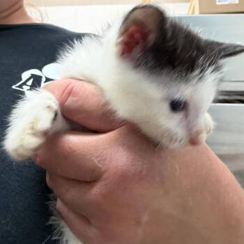 Domestic Short Hair Cats Available for Adoption in Ardmore, Oklahoma - Bugs Bunny | PetCurious