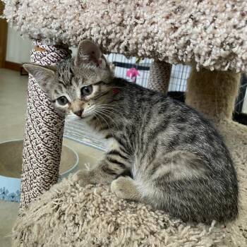 Mercedes -  Domestic Short Hair Cat for Adoption in Green Bay, Wisconsin - Mercedes | PetCurious