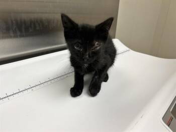 MIKE -  Domestic Short Hair Cat for Adoption in Rowlett, Texas - MIKE | PetCurious