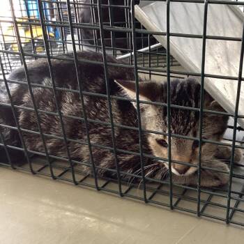 grouchy -  Domestic Short Hair Cat for Adoption in Montgomery, Alabama - Grouchy | PetCurious