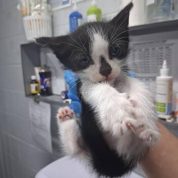 Spencer -  Domestic Short Hair Cat for Adoption in Summerville, South Carolina - Spencer | PetCurious
