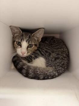 Ravenpaw -  Domestic Short Hair Cat for Adoption in Berwick, Pennsylvania - Ravenpaw | PetCurious
