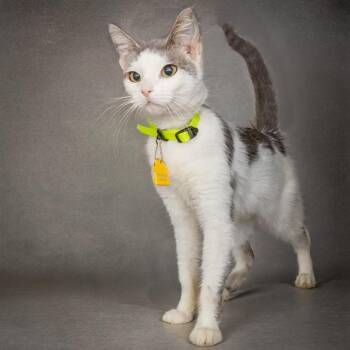 ROSALINE -  Domestic Short Hair Cat for Adoption in St. Louis, Missouri - ROSALINE | PetCurious