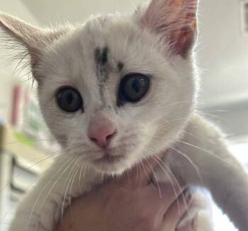 Rescue Domestic Short Hair Cats for Adoption in Bolivar, Missouri - Namira | PetCurious