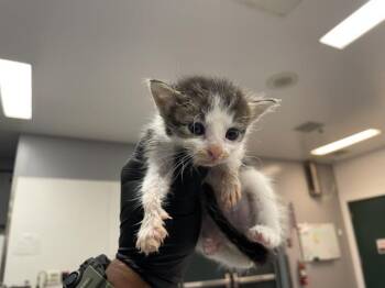 A1932632 -  Domestic Short Hair Cat for Adoption in Thousand Palms, California - A1932632 | PetCurious