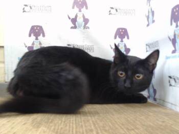 MIDNIGHT -  Domestic Short Hair Cat for Adoption in Orlando, Florida - MIDNIGHT | PetCurious
