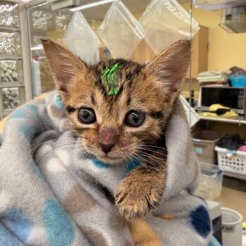 Teeny -  Domestic Short Hair Cat for Adoption in West Palm Beach, Florida - Teeny | PetCurious