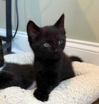 Jeff -  Domestic Short Hair Cat for Adoption in East Amwell Township, New Jersey - Jeff | PetCurious