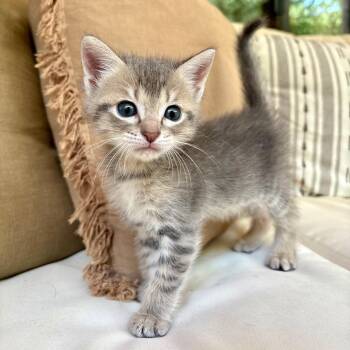 Kookie 26 -  Domestic Short Hair Cat for Adoption in Austin, Texas - Kookie 26 | PetCurious