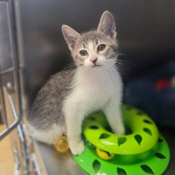 Arrow -  Domestic Short Hair Cat for Adoption in Spokane, Washington - Arrow | PetCurious