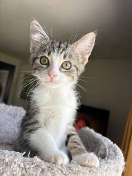 Chickpea -  Domestic Short Hair Cat for Adoption in Mishawaka, Indiana - Chickpea | PetCurious