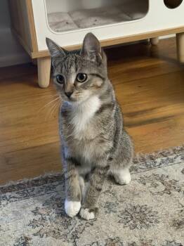 Ludacris -  Domestic Short Hair Cat for Adoption in Hershey, Pennsylvania - Ludacris | PetCurious