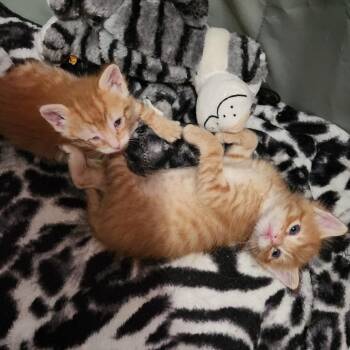 Breezy -  Domestic Short Hair Cat Available for Adoption in Mondovi, Wisconsin - Breezy | PetCurious