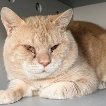 Zavier -  Domestic Short Hair Cat for Adoption in New York, New York - Zavier | PetCurious