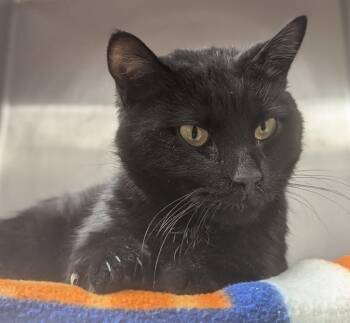 Rescue Domestic Medium Hair Cats for Adoption in Springfield, Illinois - Strong Man | PetCurious