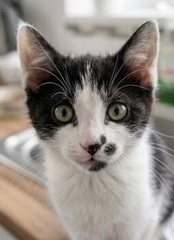 Milk -  American Shorthair Cat for Adoption in Union City, New Jersey - Milk | PetCurious