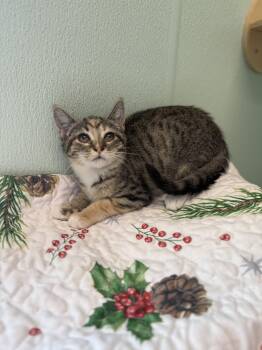Domestic Short Hair Cats Available for Adoption in Altoona, Pennsylvania - Short Stop | PetCurious