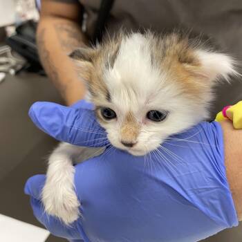 Domestic Short Hair Cats Available for Adoption in Columbus, Georgia - 05/11/2026-Stray-RiverRoad-1 | PetCurious