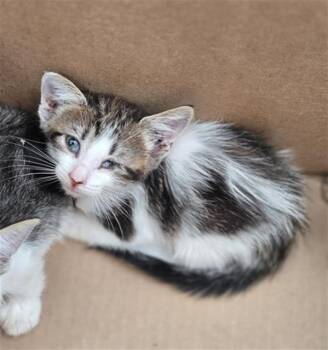 BUTTERFLY -  Domestic Short Hair Cat for Adoption in Dallas, Texas - BUTTERFLY | PetCurious