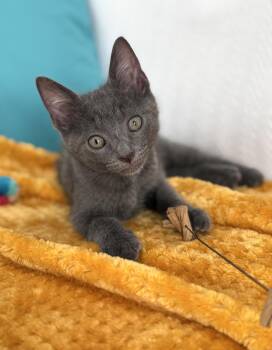 Mercury (must be adopted with a sibling) -  Domestic Short Hair Cat for Adoption in New Orleans, Louisiana - Mercury (must Be Adopted With A Sibling) | PetCurious