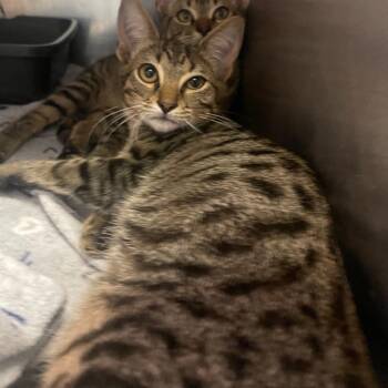 Sango -  Domestic Short Hair Cat for Adoption in Valley, Alabama - Sango | PetCurious