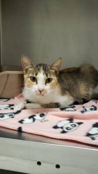 Rescue Domestic Short Hair Cats for Adoption in Ontario, Ohio - Laurel | PetCurious