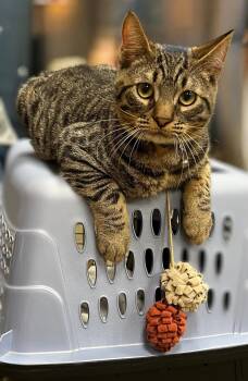 Rescue Domestic Short Hair Cats for Adoption in Honeoye, New York - Colby | PetCurious
