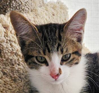 Rescue Tabby Cats for Adoption in Anacortes, Washington - Clover | PetCurious