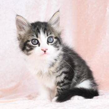 Domestic Medium Hair Cats Available for Adoption in Mobile, Alabama - Donut | PetCurious