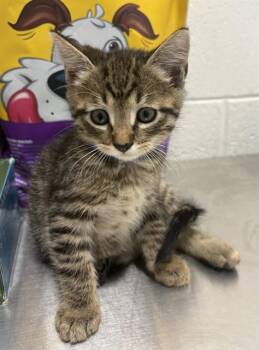 PALMER -  Domestic Short Hair Cat for Adoption - PALMER | PetCurious