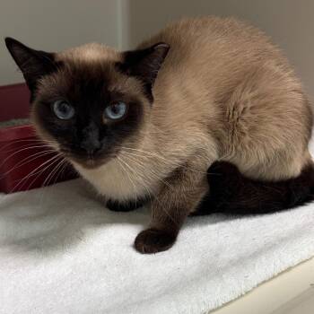 Domestic Short Hair Cats Available for Adoption in Greensboro, Georgia - Bluebell | PetCurious