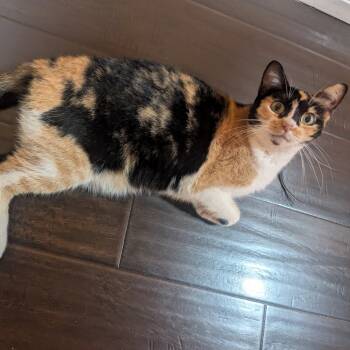 Rescue Domestic Short Hair Cats for Adoption in Los Angeles, California - Buttercup | PetCurious