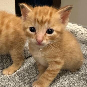 Animal -  Domestic Short Hair Cat for Adoption in Bentonville, Arkansas - Animal | PetCurious