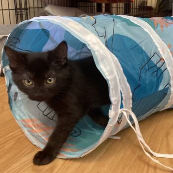 Rescue Domestic Short Hair Cats for Adoption in Nashville, Indiana - Winifred | PetCurious