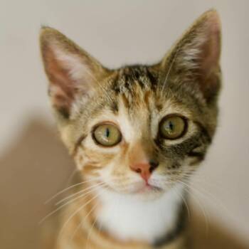 Tinsley -  Domestic Short Hair Cat for Adoption in Umatilla, Florida - Tinsley | PetCurious