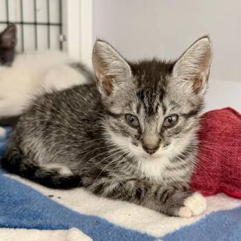 Seashell -  Domestic Short Hair Cat for Adoption in Trenton, New Jersey - Seashell | PetCurious