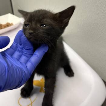 Helen -  Domestic Short Hair Cat for Adoption in Tampa, Florida - Helen | PetCurious