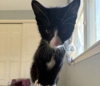 Pine -  Domestic Short Hair Cat for Adoption in East Amwell Township, New Jersey - Pine | PetCurious
