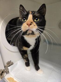 Domestic Short Hair Cats Available for Adoption - Mokey | PetCurious