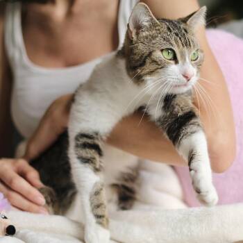 Tabby Cats Available for Adoption - Tito | PetCurious