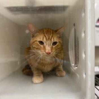 Tony DiNozzo -  Domestic Short Hair Cat for Adoption in Reno, Nevada - Tony DiNozzo | PetCurious