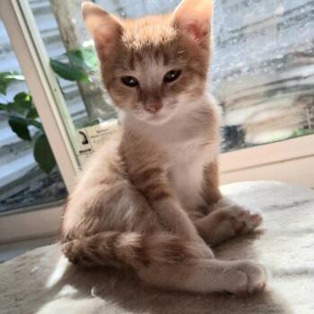 Ginger Snap sweetest lap kitty -  Tabby and Domestic Short Hair Cat for Adoption in Macomb, Michigan - Ginger Snap Sweetest Lap Kitty | PetCurious